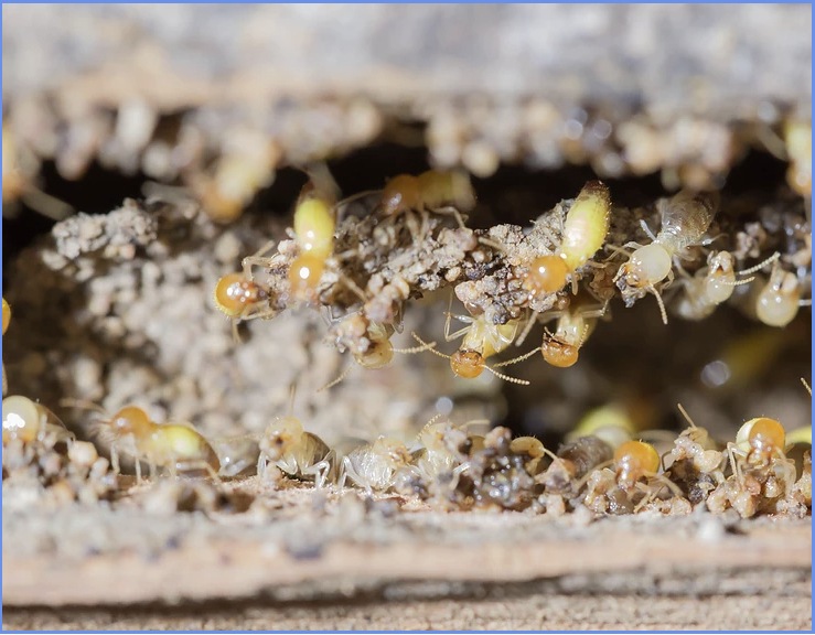 Termite on the move
