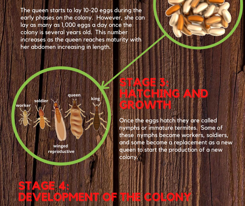Destructive Life Cycle of Termites