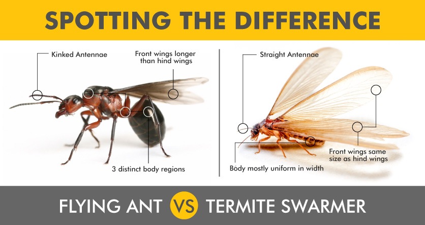 Spotting the difference with flying ant and termite