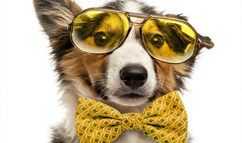 Dog with yellow eye glass
