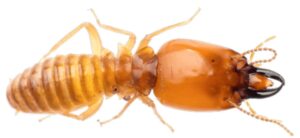 Termite