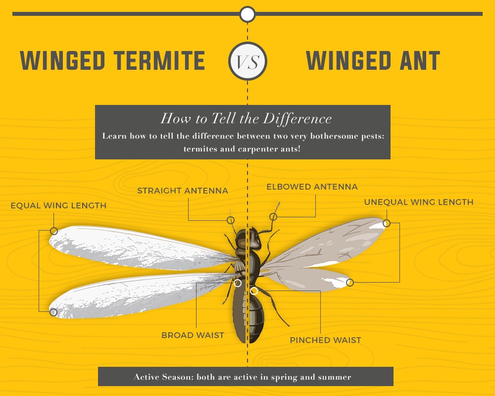 Difference between ant and termites